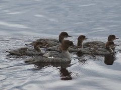 Goosander (Mergus merganser)
