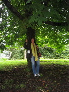 Chestnut (Castanea)