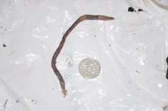Blåmeitemark (Octolasion cyaneum)