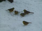 Gulspurv (Emberiza citrinella)