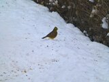 Gulspurv (Emberiza citrinella)