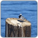 White Wagtail (Motacilla alba)
