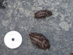Giant Garden Slug (Limax maximus)