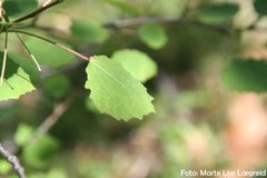 Osp (Populus tremula)