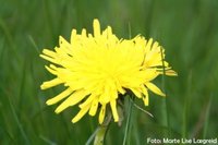 Løvetannslekta (Taraxacum)