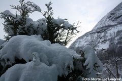 Tuja (Thuja sp.)