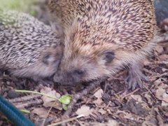 Hedgehog (Erinaceus europaeus)