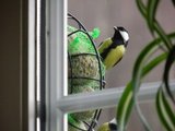 Kjøttmeis (Parus major)