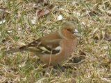 Bokfink (Fringilla coelebs)