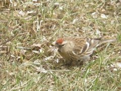Lesser Redpoll (Acanthis cabaret)