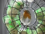 Rødstrupe (Erithacus rubecula)