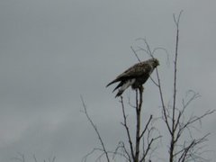 Rough-legged Buzzard (Buteo lagopus)