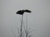 Rough-legged Buzzard (Buteo lagopus)