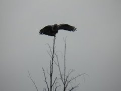 Rough-legged Buzzard (Buteo lagopus)
