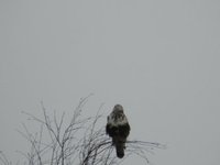 Rough-legged Buzzard (Buteo lagopus)