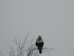 Rough-legged Buzzard (Buteo lagopus)