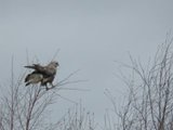 Fjellvåk (Buteo lagopus)