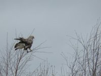 Rough-legged Buzzard (Buteo lagopus)