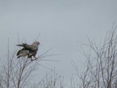 Rough-legged Buzzard (Buteo lagopus)