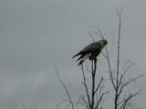 Fjellvåk (Buteo lagopus)