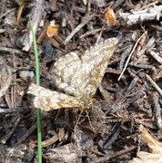 Common Heath (Ematurga atomaria)