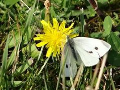 Large White (Pieris brassicae)