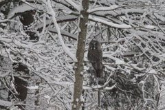Great Grey Owl (Strix nebulosa)