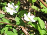 Hvitveis (Anemone nemorosa)