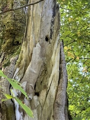 Hestekastanje (Aesculus hippocastanum)