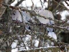 Tyrkerdue (Streptopelia decaocto)