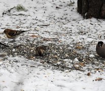 Lesser Redpoll (Acanthis cabaret)