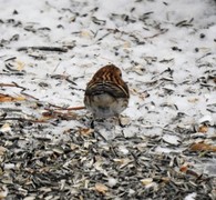 Lesser Redpoll (Acanthis cabaret)