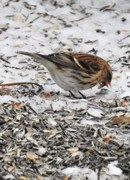Lesser Redpoll (Acanthis cabaret)