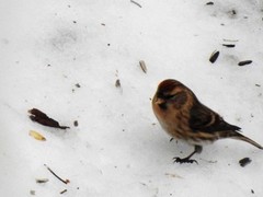 Lesser Redpoll (Acanthis cabaret)