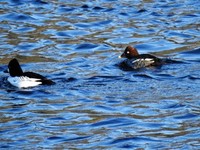 Common Goldeneye (Bucephala clangula)