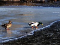 Mallard (Anas platyrhynchos)