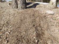 Skogmaur (Formica)