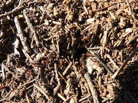 Skogmaur (Formica)