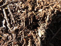 Skogmaur (Formica)
