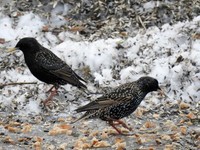 European Starling (Sturnus vulgaris)