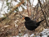 Svarttrost (Turdus merula)