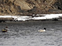 Goosander (Mergus merganser)