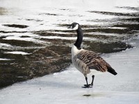 Canada Goose (Branta canadensis)