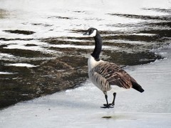Canada Goose (Branta canadensis)