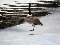 Canada Goose (Branta canadensis)