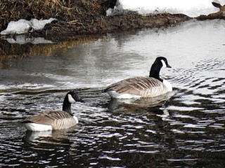 Kanadagås (Branta canadensis)