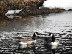 Canada Goose (Branta canadensis)