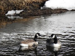 Kanadagås (Branta canadensis)