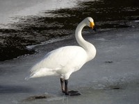 Whooper Swan (Cygnus cygnus)