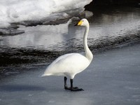 Whooper Swan (Cygnus cygnus)